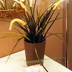 Argentina Hotel Rom